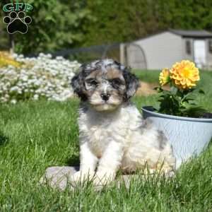 Marshall, Cockapoo Puppy