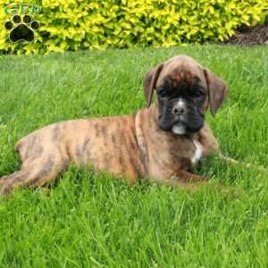 Marshall, Boxer Puppy