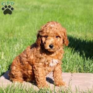 Marshall, Mini Goldendoodle Puppy