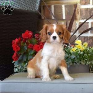 Marshall, Cavalier King Charles Spaniel Puppy