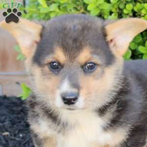 Marshall, Pembroke Welsh Corgi Puppy