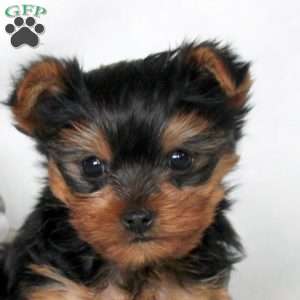 Marshall, Yorkie Puppy