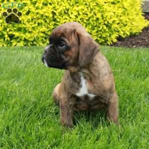 Marshall, Boxer Puppy
