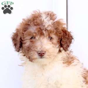 Marshall, Miniature Poodle Puppy