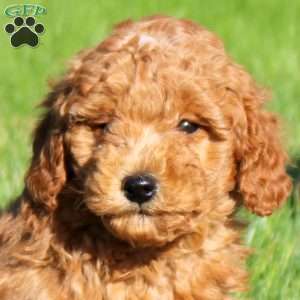 Marshall, Mini Goldendoodle Puppy