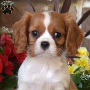 Marshall, Cavalier King Charles Spaniel Puppy