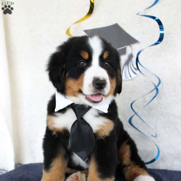 Marshall, Bernese Mountain Dog Puppy