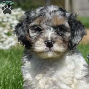 Marshall, Cockapoo Puppy