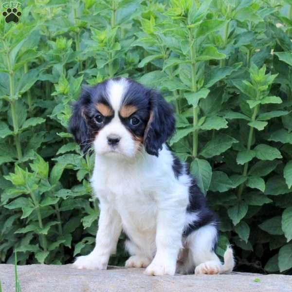 Marshmellow, Cavalier King Charles Spaniel Puppy
