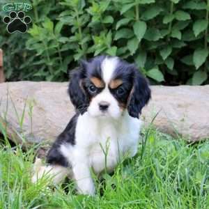 Marshmellow, Cavalier King Charles Spaniel Puppy