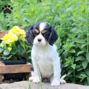 Marshmellow, Cavalier King Charles Spaniel Puppy