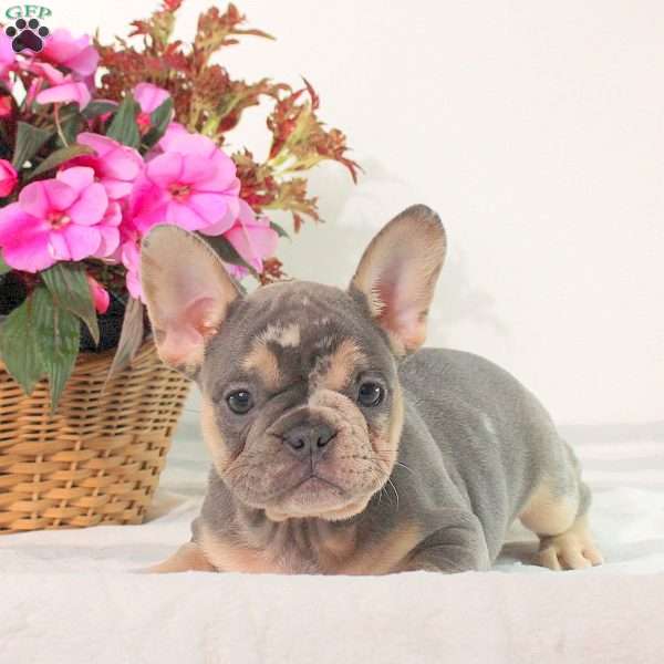 Marty, French Bulldog Puppy