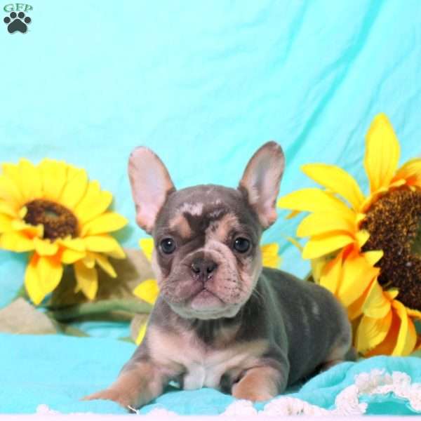 Marty, French Bulldog Puppy