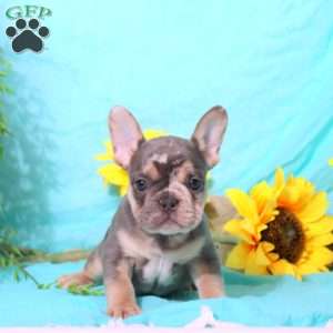 Marty, French Bulldog Puppy