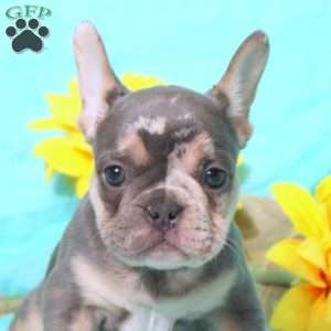 Marty, French Bulldog Puppy