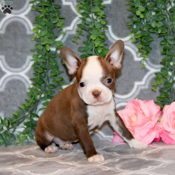 Mary Beth, Boston Terrier Puppy