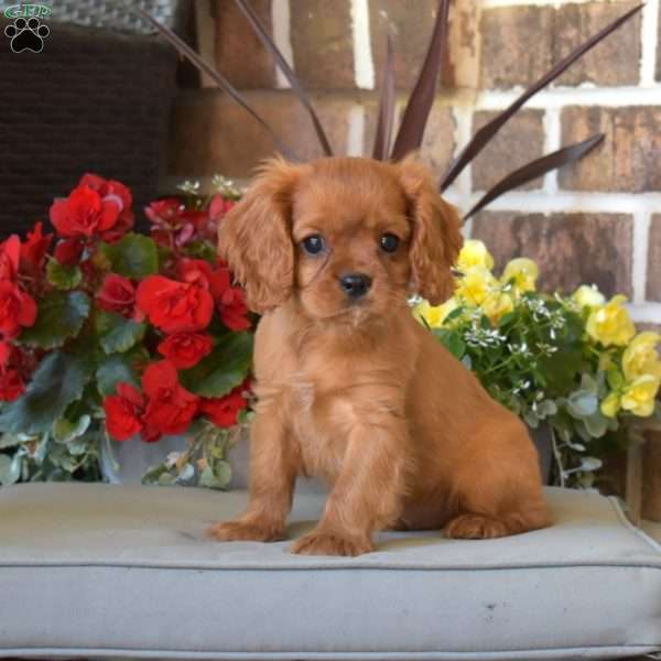 Mason, Cavalier King Charles Spaniel Puppy