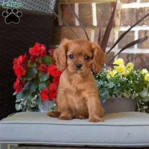 Mason, Cavalier King Charles Spaniel Puppy