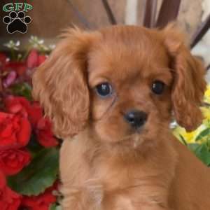 Mason, Cavalier King Charles Spaniel Puppy