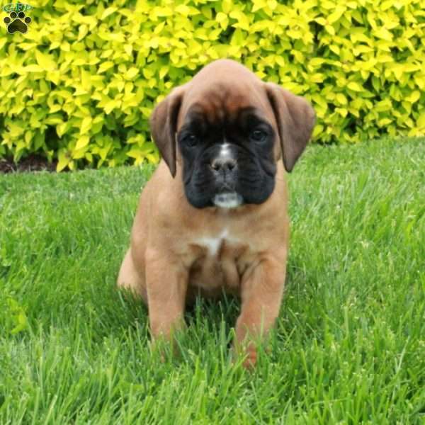 Master, Boxer Puppy