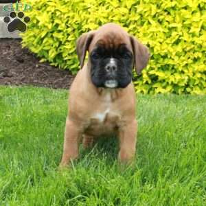 Master, Boxer Puppy