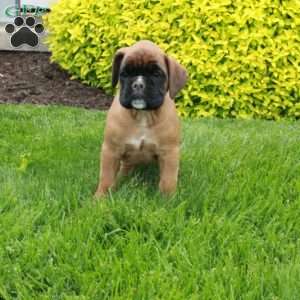 Master, Boxer Puppy