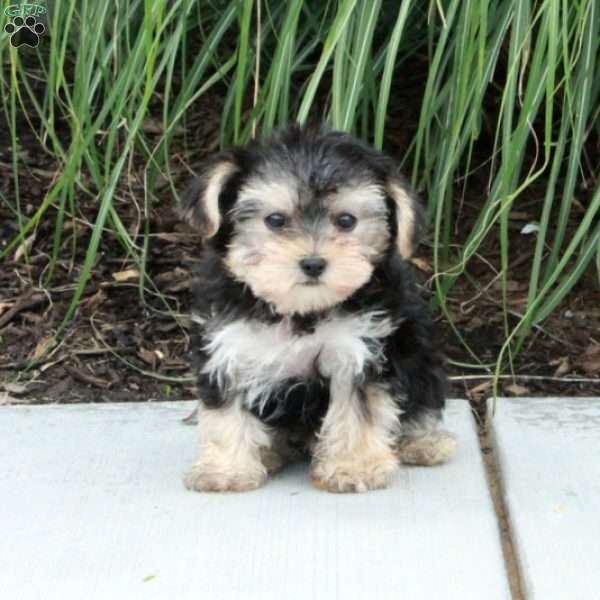 Mattie, Morkie / Yorktese Puppy