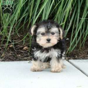 Mattie, Morkie / Yorktese Puppy