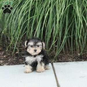 Mattie, Morkie / Yorktese Puppy