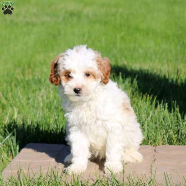 Maverick, Mini Goldendoodle Puppy
