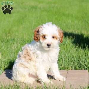 Maverick, Mini Goldendoodle Puppy