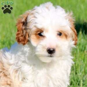 Maverick, Mini Goldendoodle Puppy