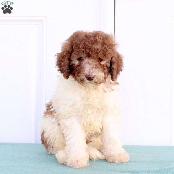 Max, Miniature Poodle Puppy