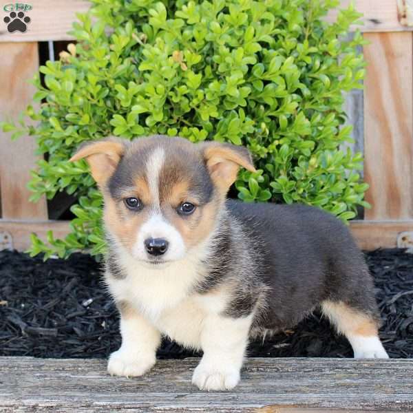 Max, Pembroke Welsh Corgi Puppy