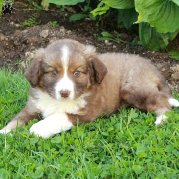Max, Miniature Australian Shepherd Mix Puppy