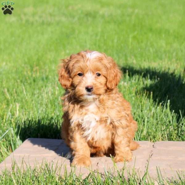Max, Mini Goldendoodle Puppy
