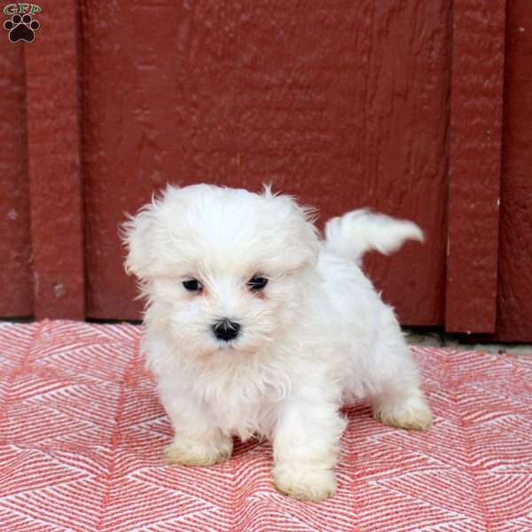Max, Maltese Puppy