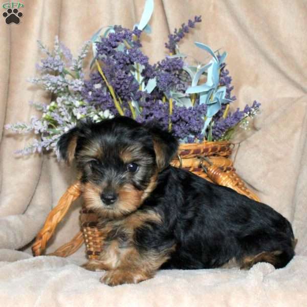 Max, Yorkie Puppy