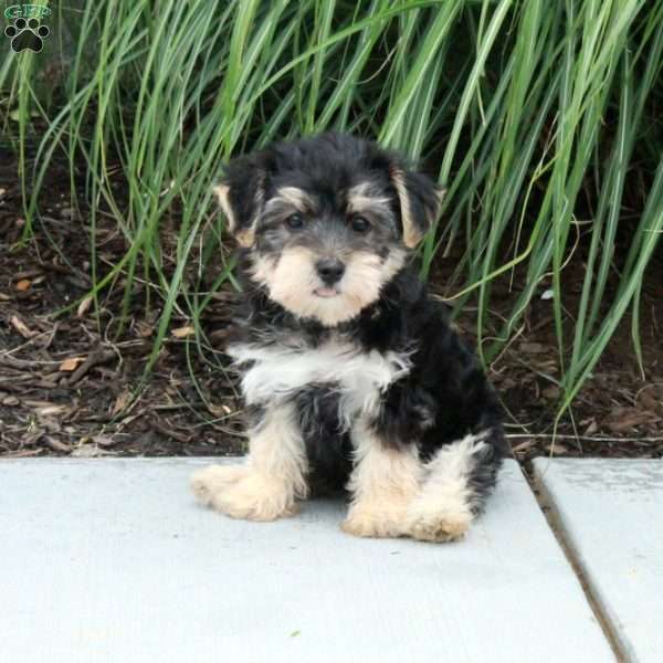 Max, Morkie / Yorktese Puppy