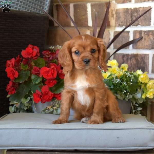 Max, Cavalier King Charles Spaniel Puppy