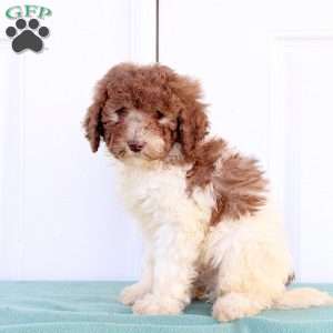 Max, Miniature Poodle Puppy