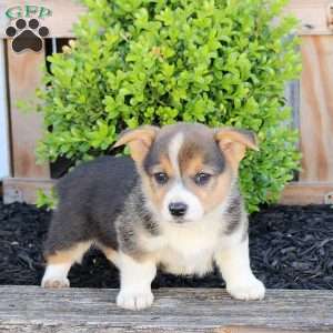 Max, Pembroke Welsh Corgi Puppy