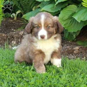 Max, Miniature Australian Shepherd Mix Puppy