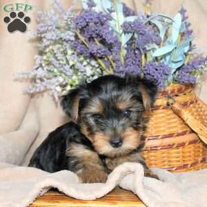 Max, Yorkie Puppy