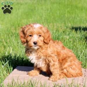 Max, Mini Goldendoodle Puppy