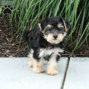 Max, Morkie / Yorktese Puppy