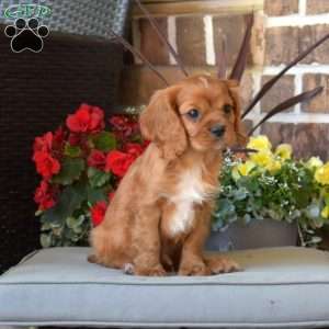 Max, Cavalier King Charles Spaniel Puppy