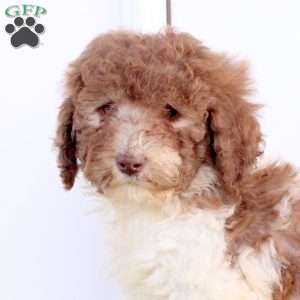 Max, Miniature Poodle Puppy