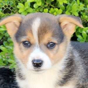Max, Pembroke Welsh Corgi Puppy