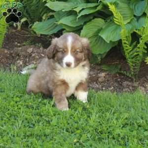 Max, Miniature Australian Shepherd Mix Puppy